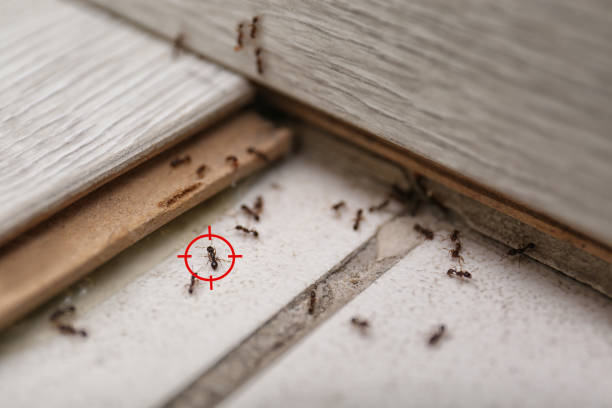 Best Bed Bug Extermination  in Claremont, NC
